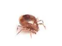 Mochloribatula texana