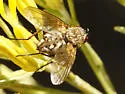 Mochlosoma illocale - photo 4