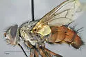 Mochlosoma opipare
