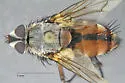 Mochlosoma opipare - photo 2