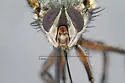 Mochlosoma opipare - photo 3
