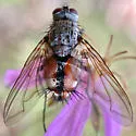 Mochlosoma opipare - photo 4