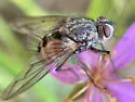Mochlosoma opipare - photo 5