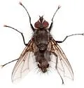 Mochlosoma validum