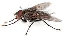 Mochlosoma validum - photo 2