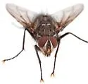 Mochlosoma validum - photo 3