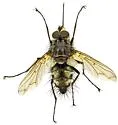 Mochlosoma validum - photo 4