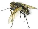 Mochlosoma validum - photo 5