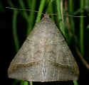 Yellow Mocis Moth - Hodges#8746