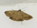 Yellow Mocis Moth - Hodges#8746 - photo 2