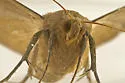 Yellow Mocis Moth - Hodges#8746 - photo 3