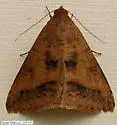 Yellow Mocis Moth - Hodges#8746 - photo 4