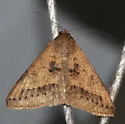 Yellow Mocis Moth - Hodges#8746 - photo 5
