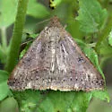 Small Mocis - Hodges#8743 - photo 2