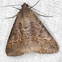Small Mocis - Hodges#8743 - photo 3