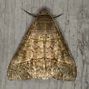 Small Mocis - Hodges#8743 - photo 4