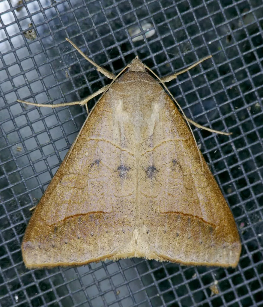 Withered Mocis - Hodges#8744 - photo 2