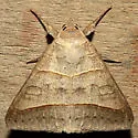 Texas Mocis - Hodges#8745 - photo 3