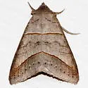 Texas Mocis - Hodges#8745 - photo 4