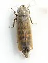 Mocuellus americana - photo 2