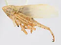 Mocuellus caprilla