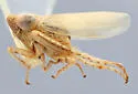 Mocuellus quinquespina