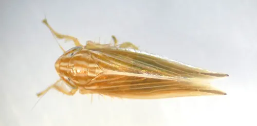 Mocydia crocea - photo 2