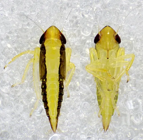 Mocydia crocea - photo 4