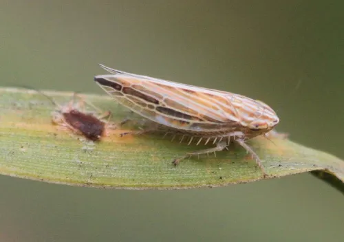 Mocydia crocea - photo 5