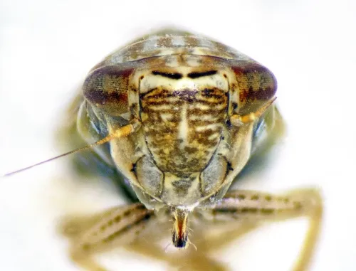Mocydia crocea - photo 7