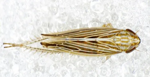 Mocydia crocea - photo 8