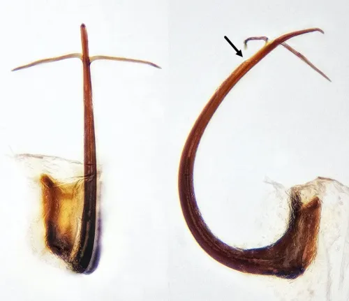 Mocydiopsis attenuata - photo 2