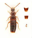 Mocyta breviuscula