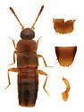 Mocyta luteola