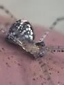 Modisimus texanus