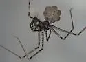 Modisimus texanus - photo 3