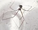 Modisimus texanus - photo 4