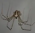 Modisimus texanus - photo 5
