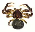 Modysticus floridanus