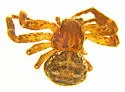 Modysticus modestus