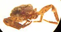 Modysticus modestus - photo 2