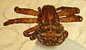 Modysticus modestus - photo 4