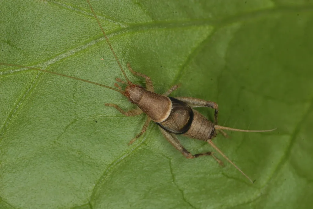 Scaly Crickets - photo 3