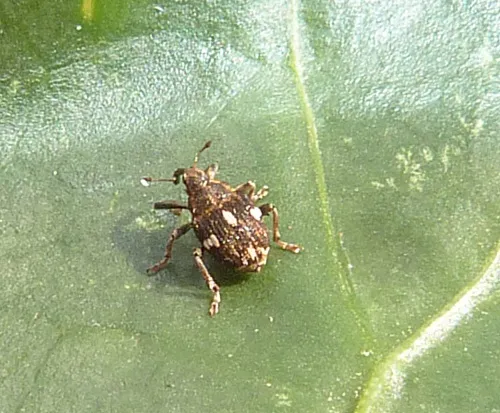 Mogulones asperifoliarum