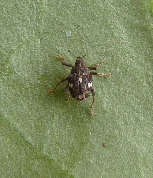 Mogulones asperifoliarum - photo 2