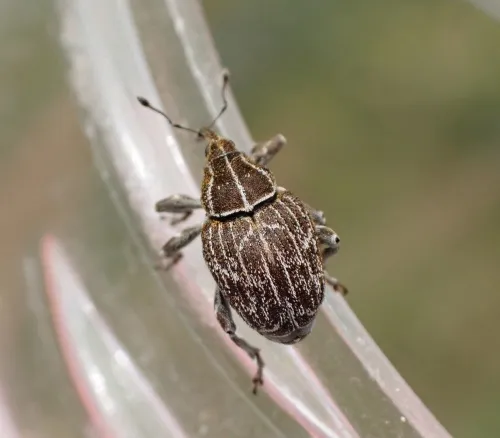 Mogulones geographicus