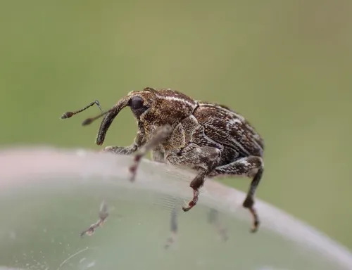 Mogulones geographicus - photo 2