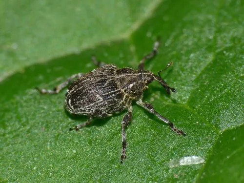 Mogulones geographicus - photo 3