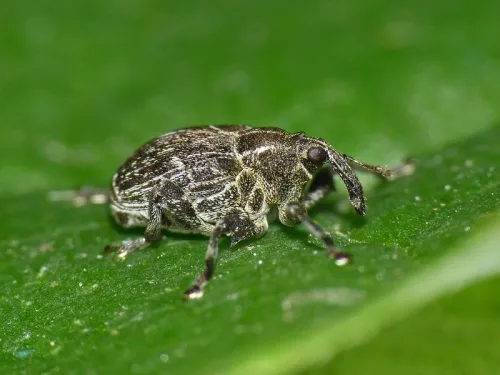 Mogulones geographicus - photo 4