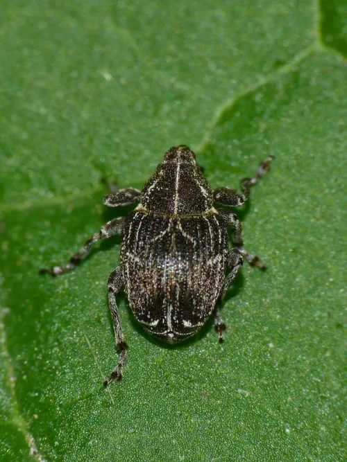 Mogulones geographicus - photo 6